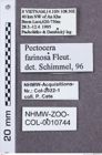 Etikette zu Pectocera farinosa (NHMW-ZOO-COL-0010744)